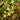 Epimedium x versicolor 'Sulphureum' Schwefelfarbige Elfenblume