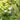 Epimedium x youngianum 'Niveum' Zierliche Elfenblume