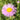 Erigeron speciosus 'Rosa Juwel' Feinstrahlaster