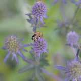 Eryngium planum Edeldistel / Mannstreu