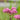 Eupatorium cannabinum 'Plenum' Wasserdost