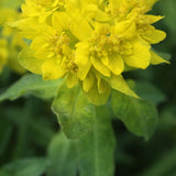 Euphorbia polychroma (epithymoides) Gold-Wolfsmilch