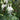Fuchsia magellanica var.alba Garten-Fuchsie