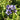 Gentiana septemfida var.lagodechiana Sommer-Enzian