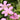 Geranium endressii Pyrenäen-Storchschnabel