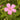 Geranium x oxonianum 'Rosenlicht' Storchschnabel