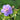 Geranium himalayense 'Gravetye' Himalaja-Storchschnabel