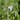 Geranium phaeum 'Album' Brauner Storchschnabel