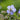 Geranium pratense 'Mrs.Kendall Clark' Wiesen-Storchschnabel
