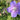 Geranium x pratense 'Johnson's Blue' Storchschnabel