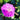 Geranium sanguineum 'Max Frei' Blut-Storchschnabel