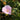 Geranium sanguineum var.striatum Blut-Storchschnabel