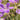 Geranium sylvaticum 'Mayflower' Wald-Storchschnabel