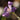 Geranium wlassovianum Sibirischer Storchschnabel