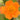 Geum coccineum 'Werner Arends' Garten-Nelkenwurz