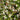 Gillenia trifoliata Dreiblattspiere