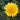 Helianthus decapetalus 'Capenoch Star' Stauden-Sonnenblume