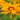 Heliopsis scabra 'Mars' Sonnenauge