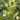 Helleborus foetidus Stinkende Nieswurz