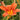 Hemerocallis fulva Braunrote Taglilie