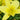 Hemerocallis x hybr.'Buried Treasure' Garten-Taglilie