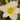 Hemerocallis x hybr.'Catherine Woodbery' Garten-Taglilie