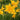 Hemerocallis middendorffii Wild Taglilie