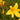 Hemerocallis minor Zwerg-Taglilie