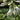 Hosta sieboldiana 'Elegans' Große Blaublatt-Funkie