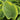 Hosta sieboldiana 'Frances Williams' Blaue Gelbrand-Funkie