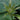 Hosta sieboldiana 'Blue Angel' Riesen Blaublatt-Funkie