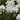 Iberis sempervirens 'Appen-Etz' Immergrüne Schleifenblume