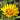 Inula ensifolia Zwerg-Alant