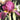 Iris barb.-elat.'Red Orchid' Hohe Bartschwertlilie