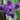 Iris barb.-nana 'Fairy Ballet' Zwergschwertlilie