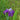 Iris ensata (kaempferi) Japanische Sumpf-Schwertlilie