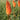 Kniphofia uvaria 'Alcazar' Garten-Fackellilie