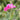 Lathyrus latifolius 'Rote Perle' Staudenwicke