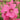 Lavatera x olbia 'Burgundy Wine' Südliche Busch-Malve