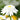 Leucanthemum x superb.'Christine Hagemann' Edelweiß-Margerite