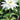 Leucanthemum Max.-Hybr. 'Eisstern' Sommer-Garten-Margerite