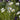 Leucanthemum vulgare Wiesen-Margerite