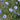 Linum perenne Stauden-Lein