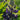 Lupinus polyphyllus 'Gallery Blue Shades' Zwerg-Garten-Lupine
