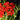 Lychnis chalcedonica Brennende Liebe