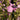 Malva moschata Moschus-Malve
