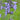 Nepeta sibirica Katzenminze (Blauminze)