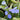 Omphalodes verna Frühlings-Gedenkemein