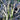 Ophiopogon planiscapus 'Nigrescens' Dunkelblättriger Schlangenbart
