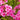 Phlox paniculata 'Dorffreude' Hohe Flammenblume
